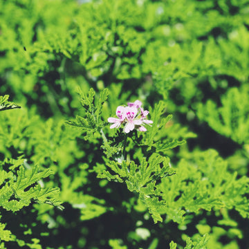 ROSE GERANIUM HYDROSOL