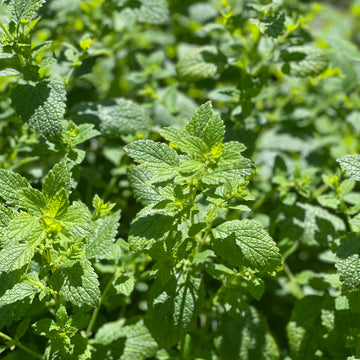 garden grown lemon balm 